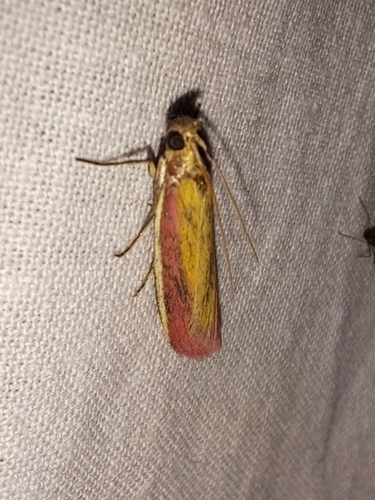 Rosy-striped Knot-horn, 2941 AM Lekkerkerk, Nederland, photo 8 of 10