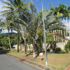 Dypsis decaryi