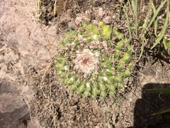 Mammillaria craigii