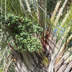 Dypsis decaryi