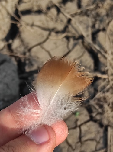 Plume de Tadorne casarca
