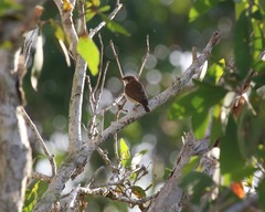 Ramsayornis modestus