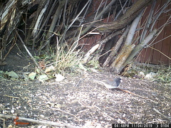 Junco hyemalis cismontanus