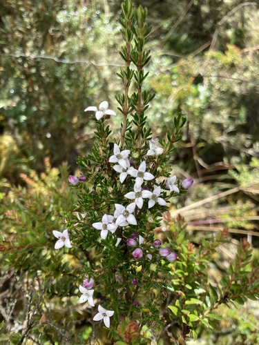Arcytophyllum nitidum, photograph 3