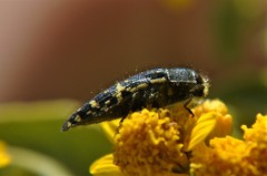 Acmaeodera flavopicta