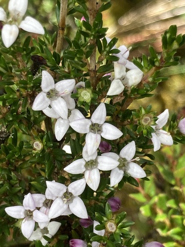 Arcytophyllum nitidum, photograph 4