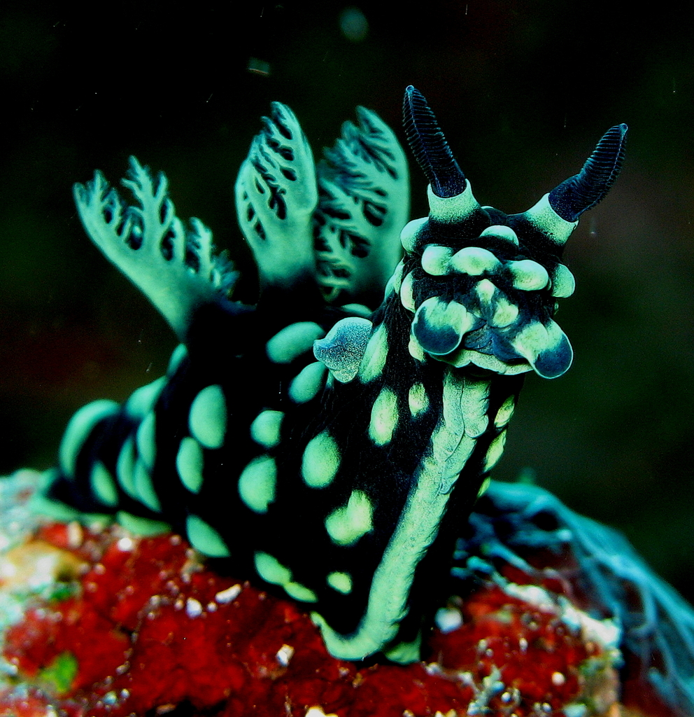 Nembrotha