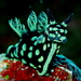 Nembrotha - Photo (c) Steve Childs, some rights reserved (CC BY)