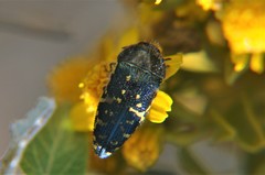 Acmaeodera flavopicta