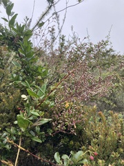 Valeriana clematitis