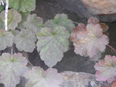 Heuchera maxima