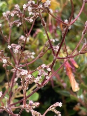 Valeriana clematitis, photograph (c) julianazuluaga-carrero, some rights reserved (CC BY-SA)