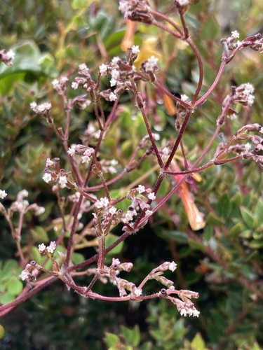 Valeriana clematitis, photograph 2
