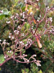 Valeriana clematitis, photograph (c) julianazuluaga-carrero, some rights reserved (CC BY-SA)