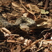聖克魯斯牛蛇 - Photo 由 Tim Guida 所上傳的 (c) Tim Guida，保留部份權利CC BY-NC