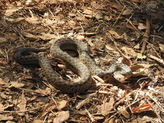 Pituophis catenifer pumilus