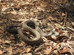 Pituophis catenifer pumilus