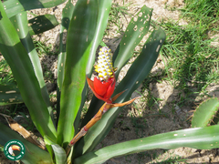 Aechmea maasii