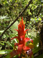 Tillandsia imperialis