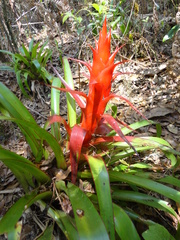 Tillandsia imperialis
