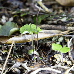Corybas hypogaeus