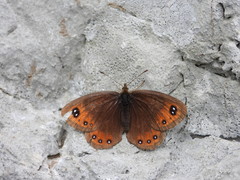 Erebia styx