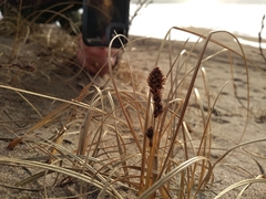Carex sabulosa