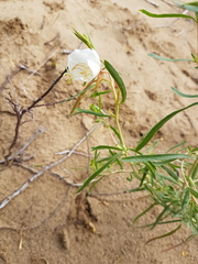 Oenothera nuttallii