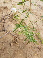 Oenothera nuttallii