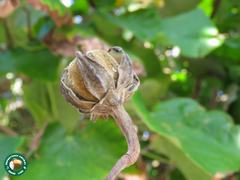 Hibiscus tiliaceus pernambucensis