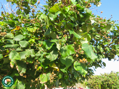 Hibiscus tiliaceus pernambucensis
