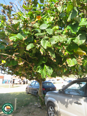 Hibiscus tiliaceus pernambucensis
