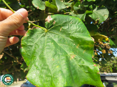Hibiscus tiliaceus pernambucensis