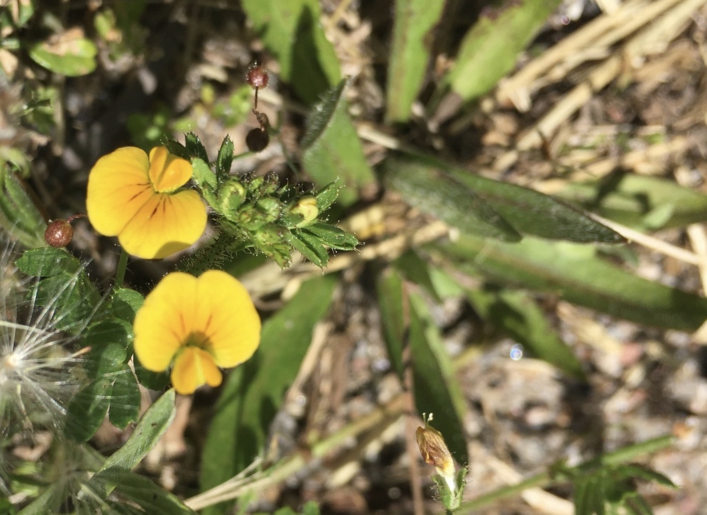 Adesmia securigerifolia