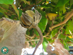 Hibiscus tiliaceus pernambucensis