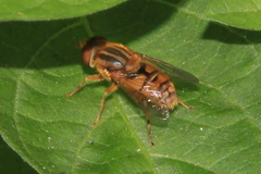 Parhelophilus laetus