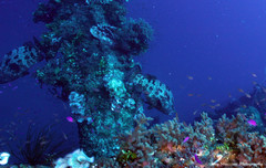 Epinephelus fuscoguttatus