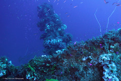 Epinephelus fuscoguttatus