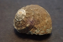 Turbininae