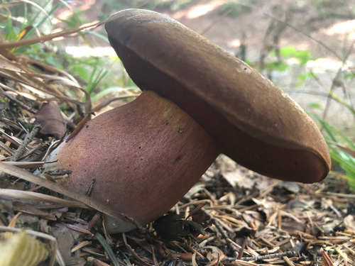 Neoboletus erythropus — (c) Marcello Manara, some rights reserved (CC BY)