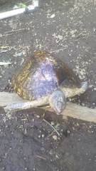 Rhinoclemmys pulcherrima manni