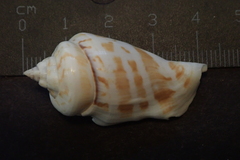 Gibberulus gibberulus