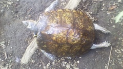 Rhinoclemmys pulcherrima manni