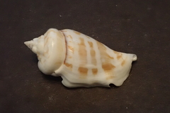 Gibberulus gibberulus