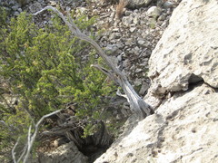 Purshia ericifolia