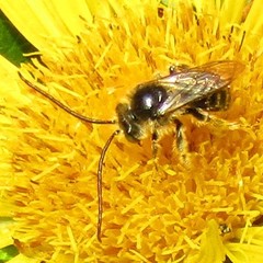 Melissodes illatus