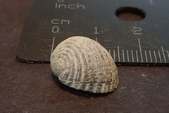 Nerita costata