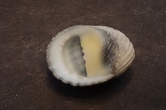 Nerita costata