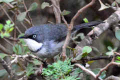 Apalis thoracica