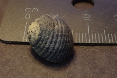 Nerita costata